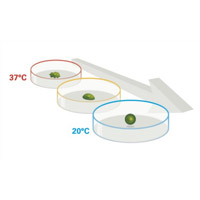 UpCell 溫度感應細胞培養表面